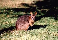 Wallaby 3001